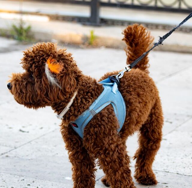 A sturdy and colorful dog lead being used during a joyful walk in the park with a happy dog.