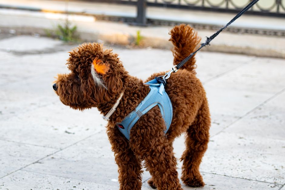A sturdy and colorful dog lead being used during a joyful walk in the park with a happy dog.